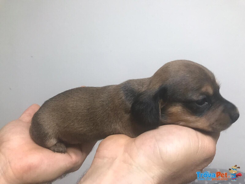 Cuccioli di Bassotto Tedesco a pelo Corto - Foto n. 3