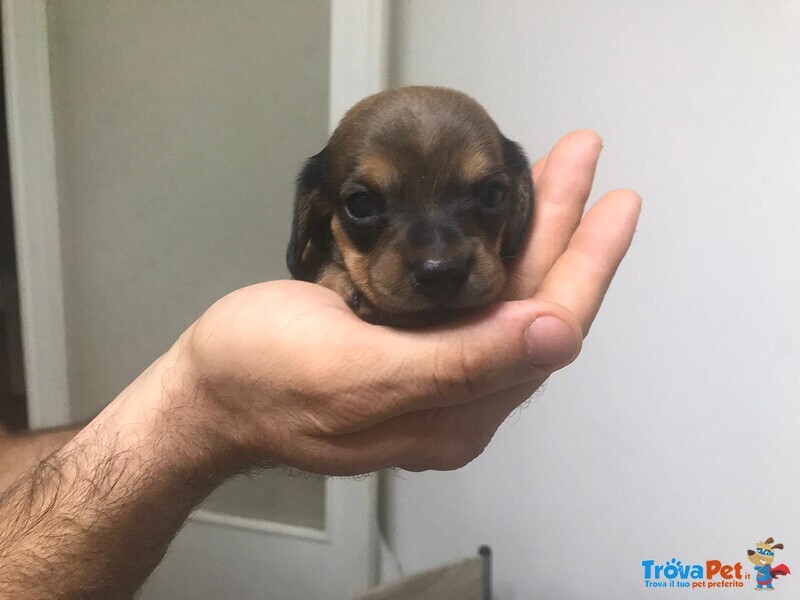 Cuccioli di Bassotto Tedesco a pelo Corto - Foto n. 4