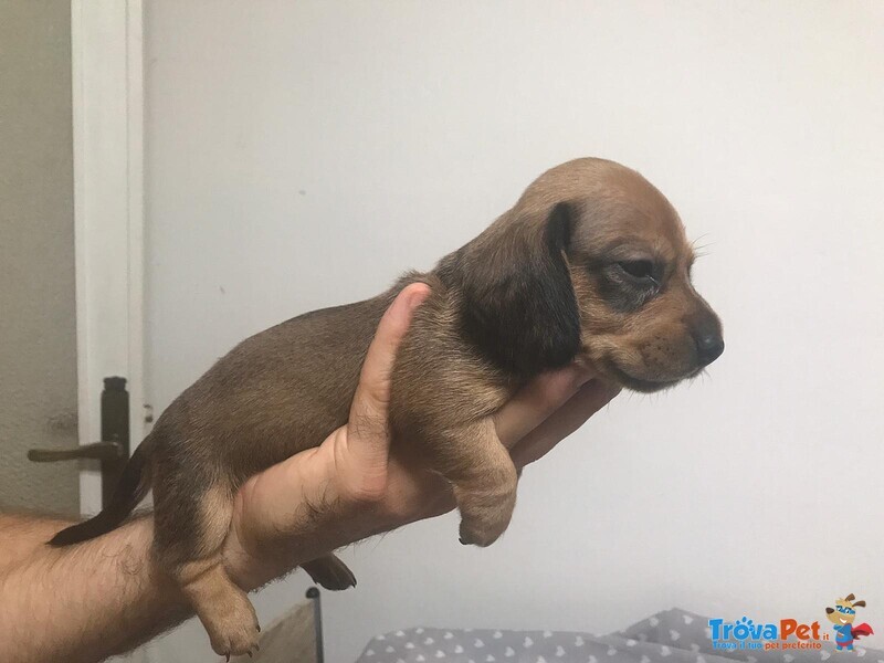 Cuccioli di Bassotto Tedesco a pelo Corto - Foto n. 5