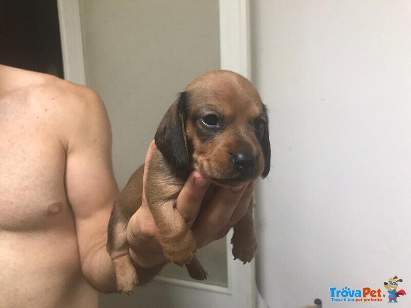 Cuccioli di Bassotto Tedesco a pelo Corto - Foto n. 6