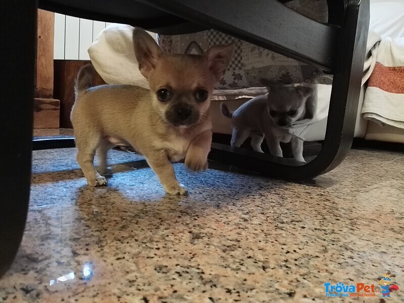 Cuccioli Chihuahua con Pedigree - Foto n. 4