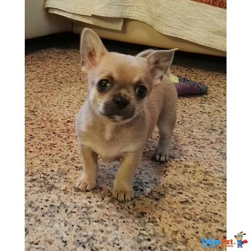 Cuccioli Chihuahua con Pedigree - Foto n. 5