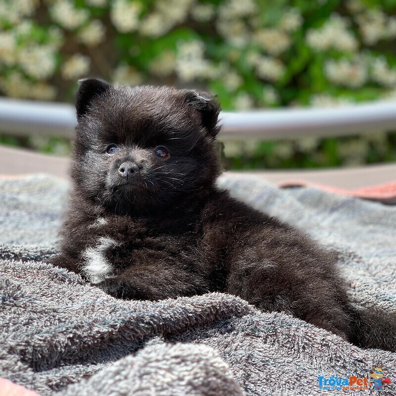 Dolcissimi Volpini di Pomerania - Foto n. 1