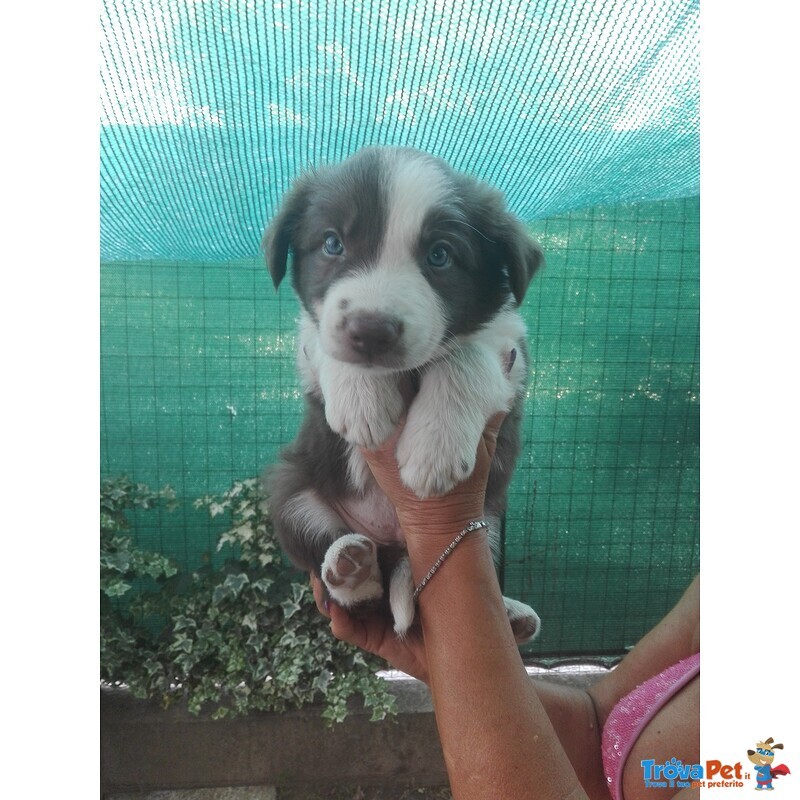 Cuccioli Border Collie con Pedegree Enci - Foto n. 3