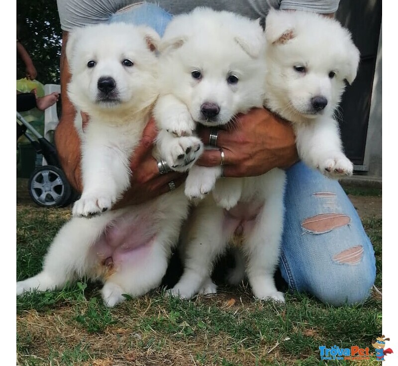 Vendesi Cuccioli Pastore Svizzero Bianco - Foto n. 1