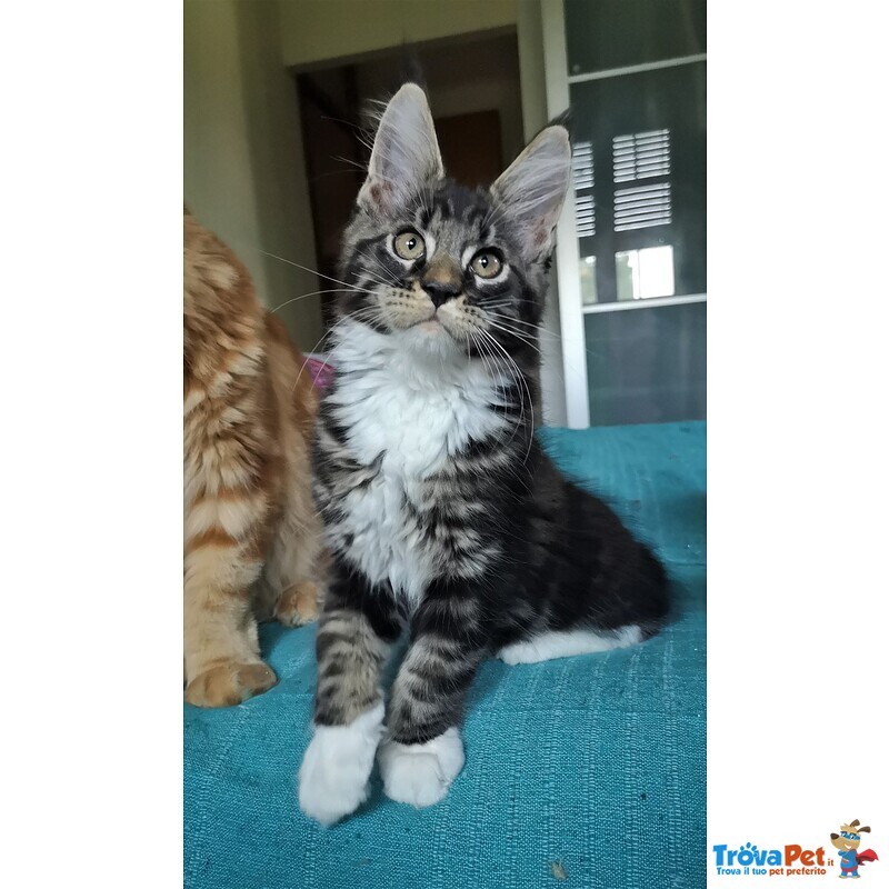 Cuccioli Maine coon con Pedigree - Foto n. 2