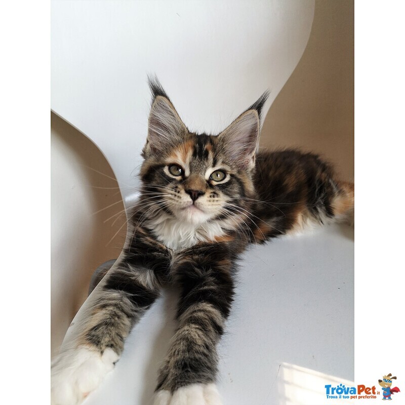 Cuccioli Maine coon con Pedigree - Foto n. 3