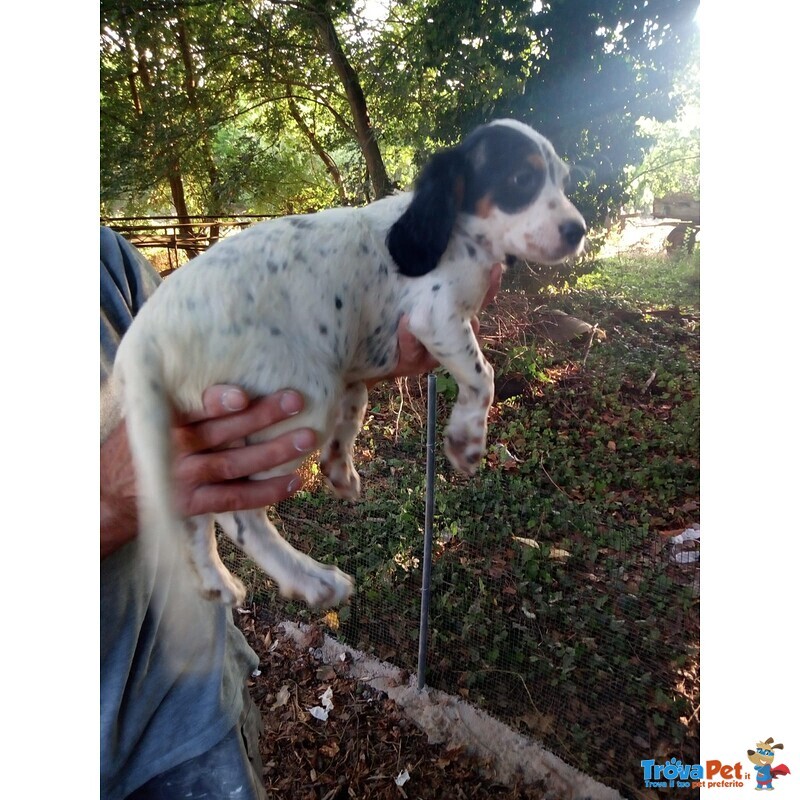 Cuccioli Incrocio Setter Inglese/breton - Foto n. 2