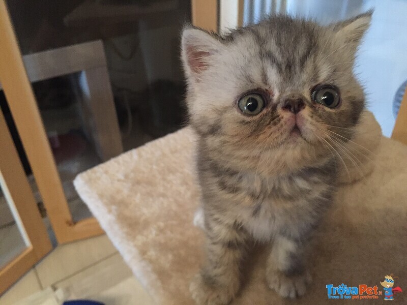 Exotic Shorthair - Foto n. 1