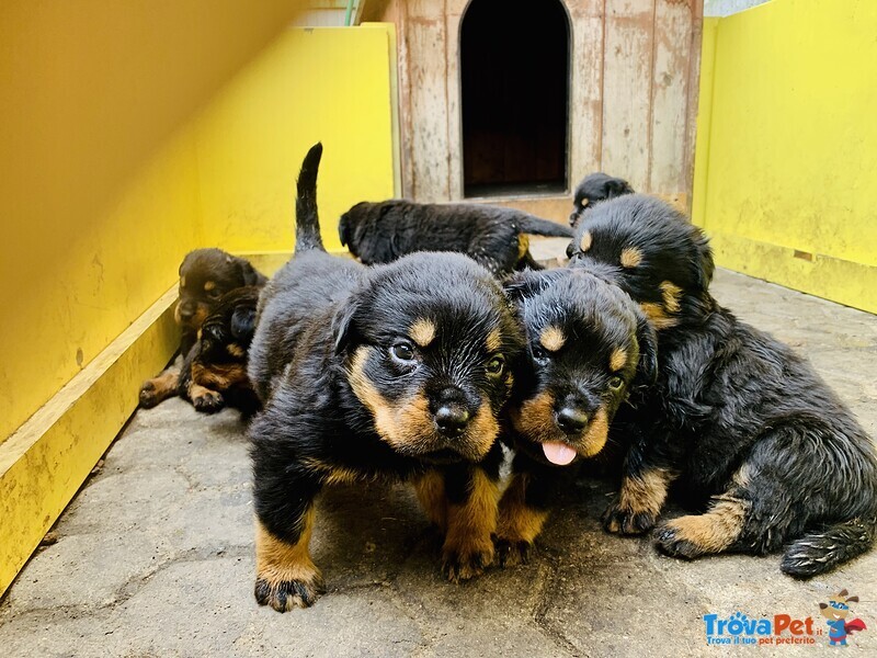 Cuccioli Rottweiler - Foto n. 2