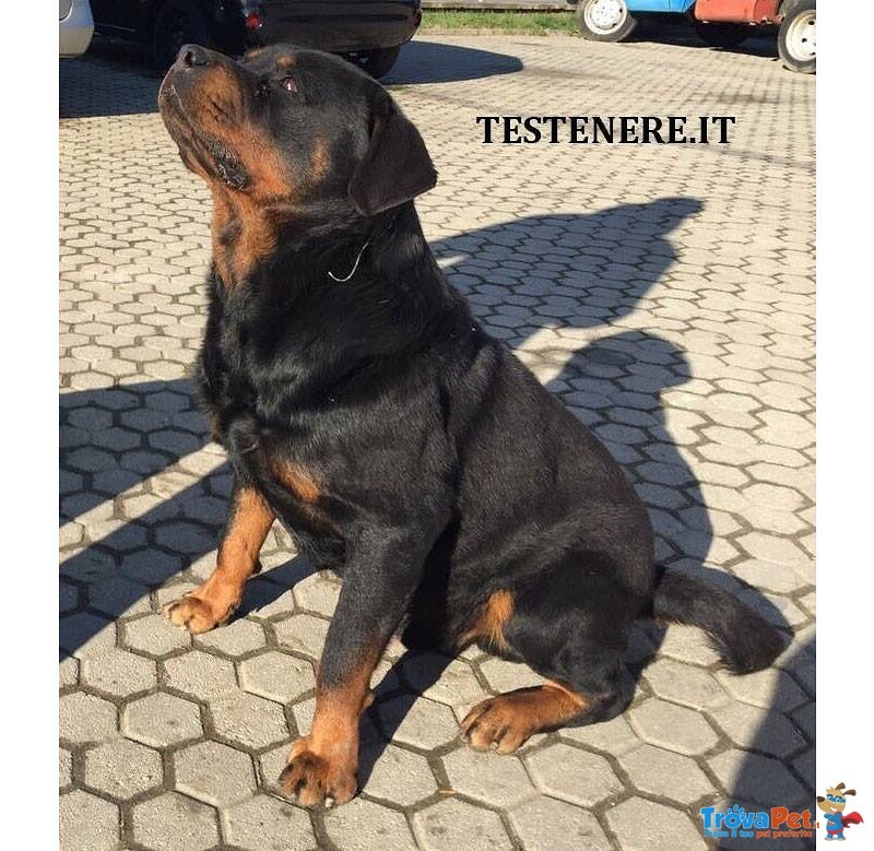 Cuccioli Rottweiler - Foto n. 3