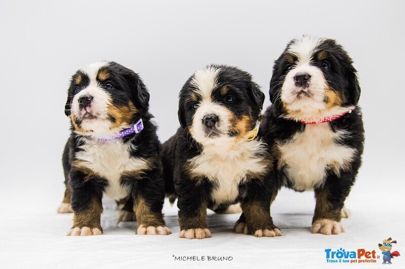 Cuccioli di Bovaro del Bernese - Foto n. 1