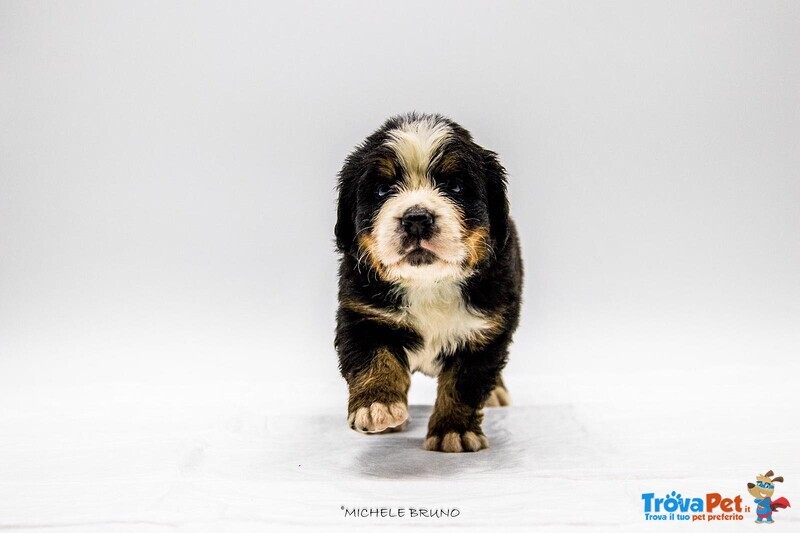 Cuccioli di Bovaro del Bernese - Foto n. 2