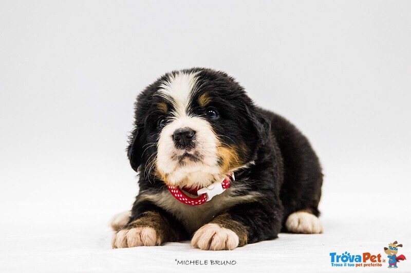 Cuccioli di Bovaro del Bernese - Foto n. 3