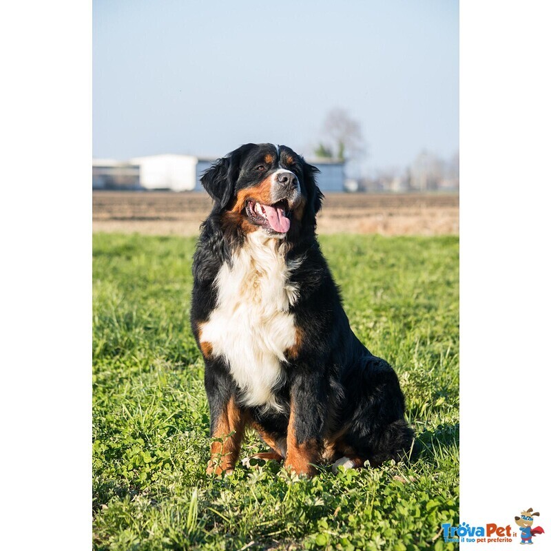 Cuccioli di Bovaro del Bernese - Foto n. 5