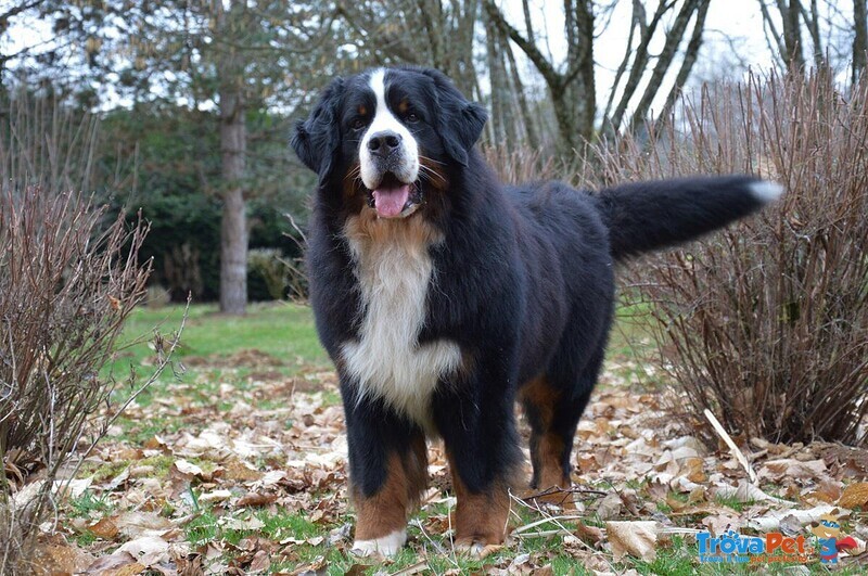 Cuccioli di Bovaro del Bernese - Foto n. 6