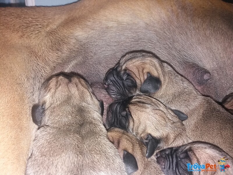 Splendidi Cuccioli di Alano Fulvo e Tigrato - Foto n. 2