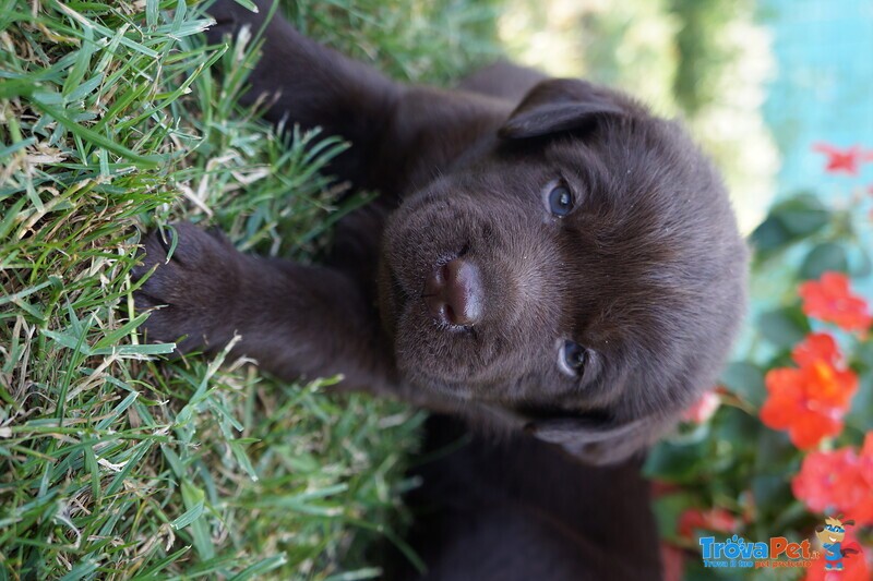 Vendo Cuccioli di Labrador Chocolat - Foto n. 3