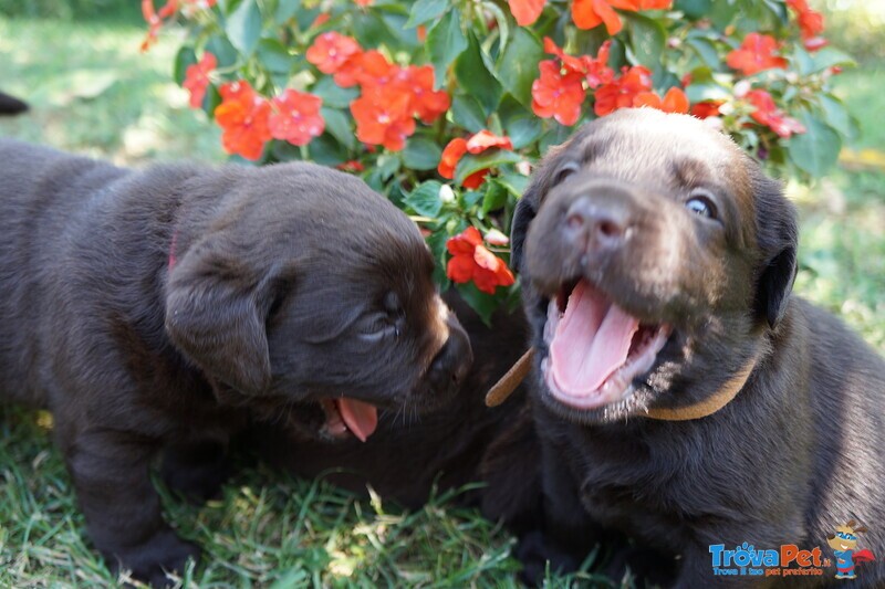 Vendo Cuccioli di Labrador Chocolat - Foto n. 4