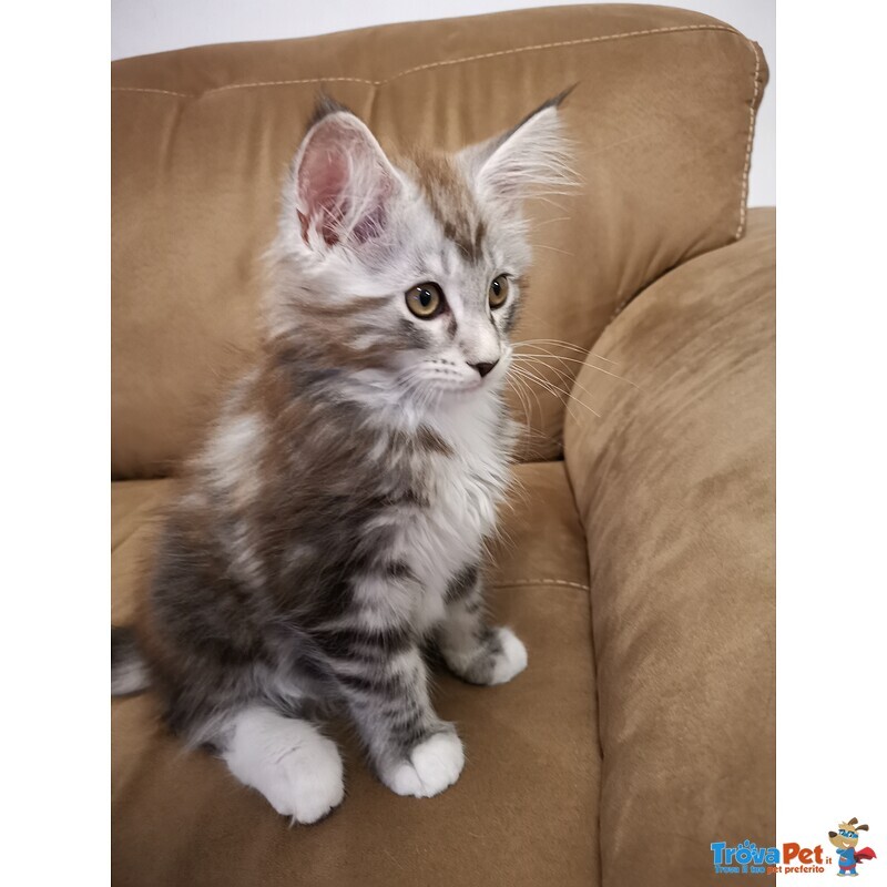 Cuccioli Maine coon Disponobili - Foto n. 7