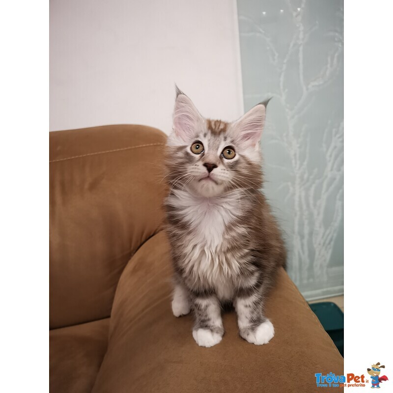 Cuccioli Maine coon Disponobili - Foto n. 8