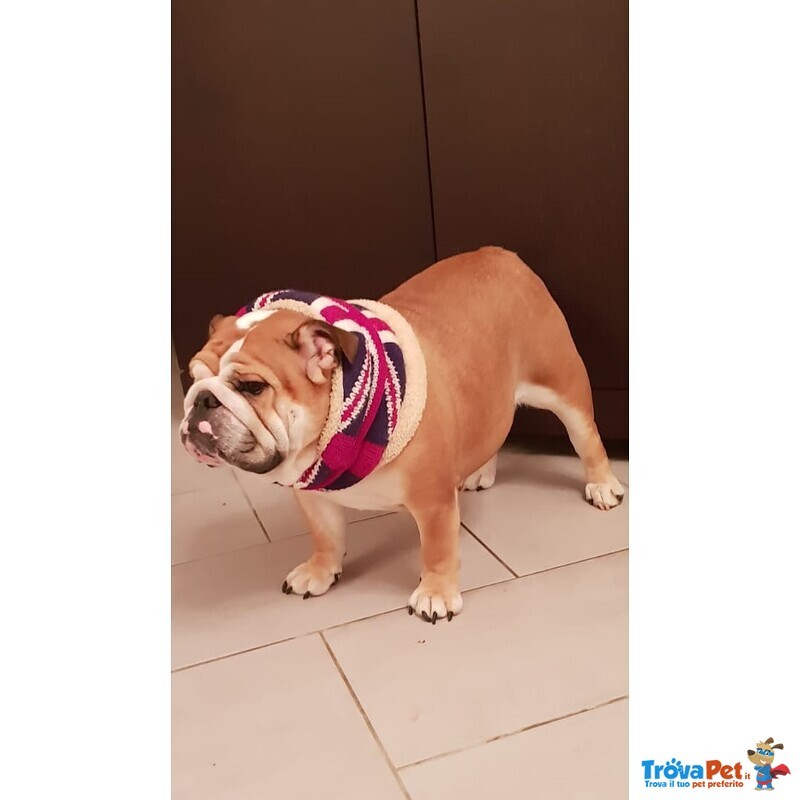 Bellissimi Cuccioli di Bulldog Inglese - Foto n. 1