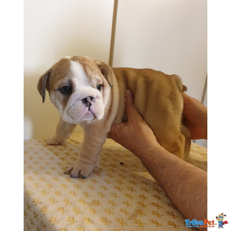 Bellissimi Cuccioli di Bulldog Inglese - Foto n. 3