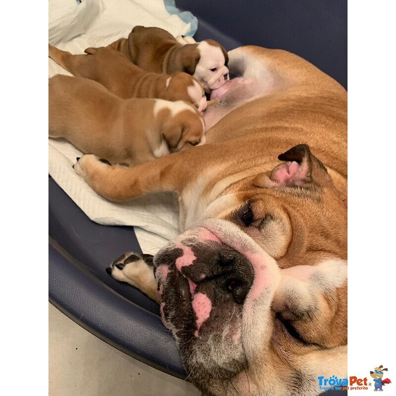 Bellissimi Cuccioli di Bulldog Inglese - Foto n. 6