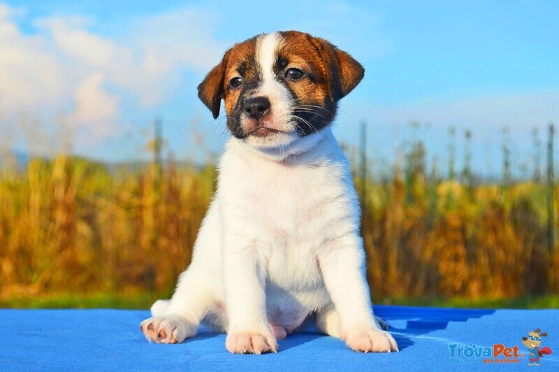 Cuccioli jack Russell - Foto n. 1