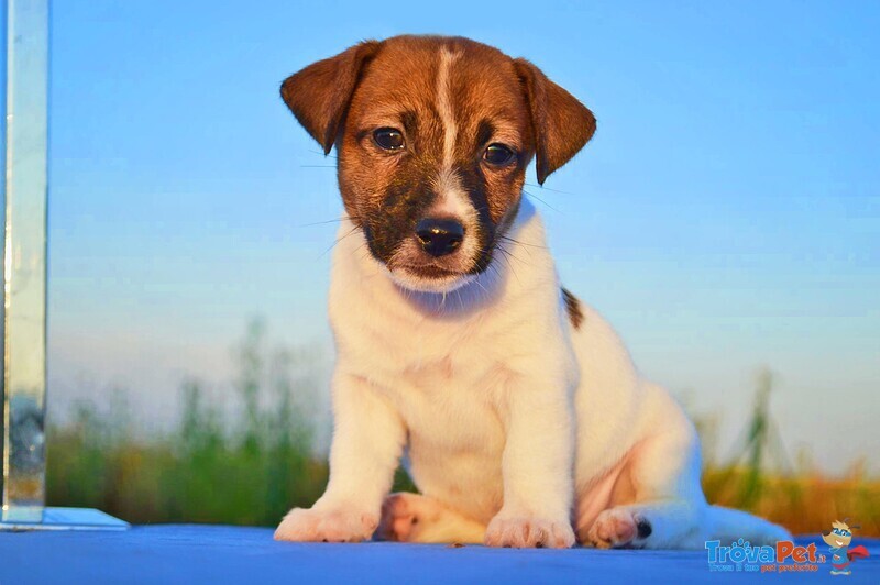 Cuccioli jack Russell - Foto n. 4