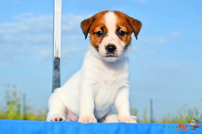 Cuccioli jack Russell - Foto n. 5