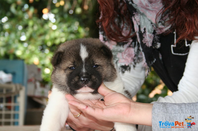 Splendida Cucciolata di Akita Americano - Foto n. 1