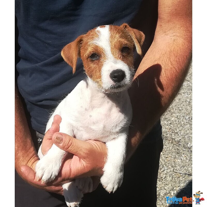 Cuccioli di jack Russell - Allevamento Professionale - Foto n. 1