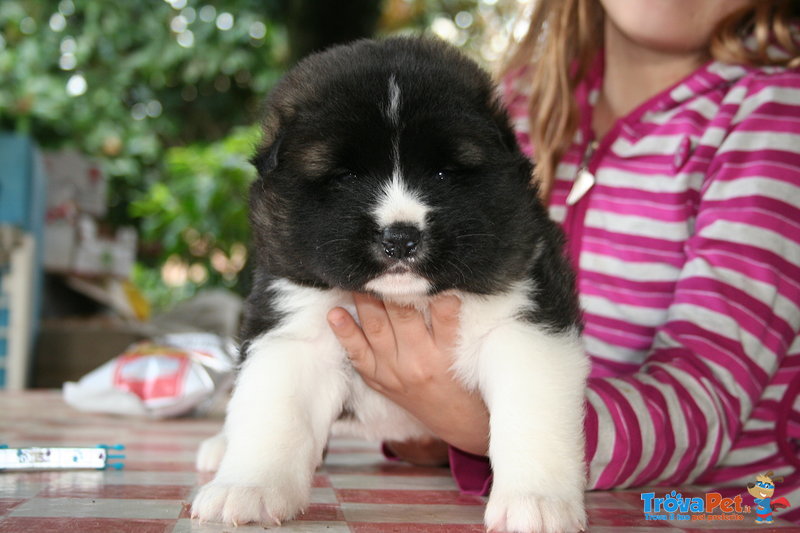 Splendida Cucciolata di Akita Americano - Foto n. 2