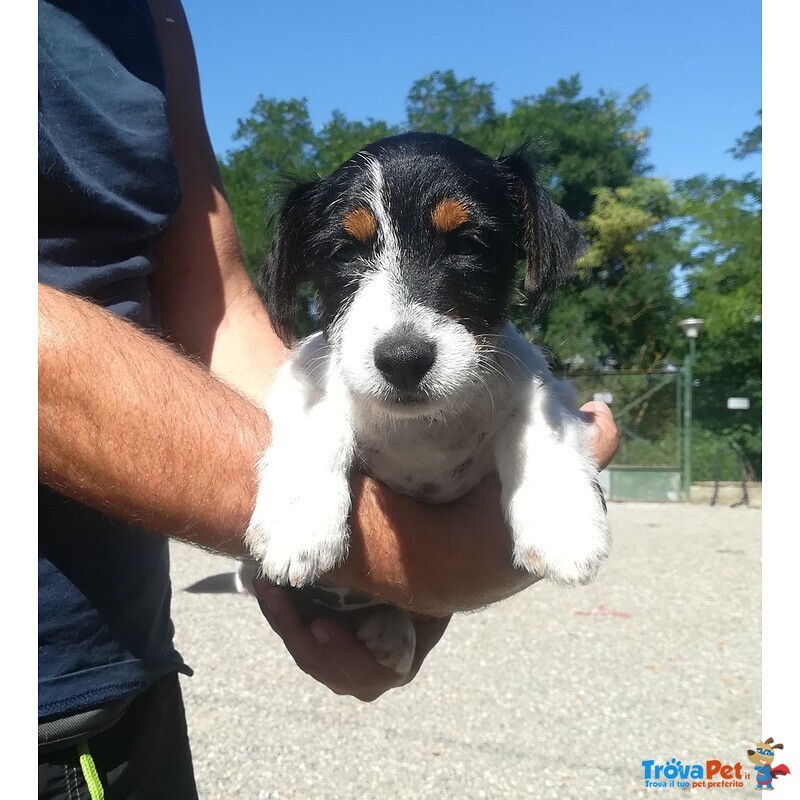 Cuccioli di jack Russell - Allevamento Professionale - Foto n. 3