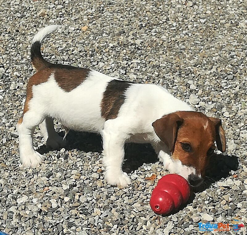 Cuccioli di jack Russell - Allevamento Professionale - Foto n. 4