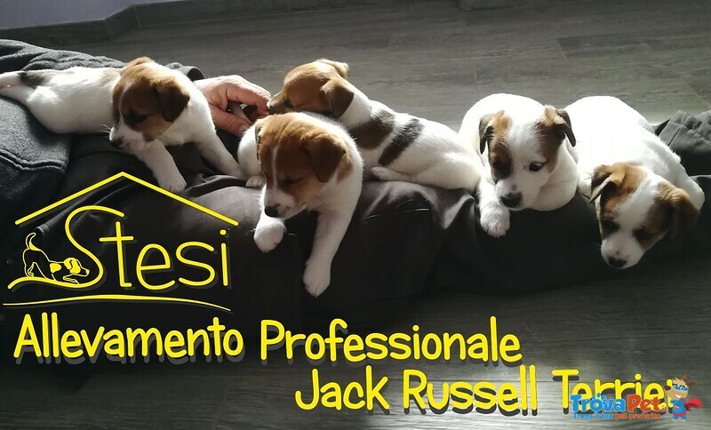 Cuccioli di jack Russell - Allevamento Professionale - Foto n. 5