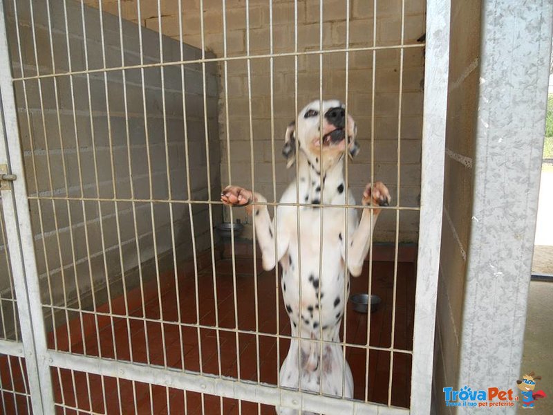 Centro nord Italia - Piper Dalmata Maschio Abbandonato in Perrera a Morire - Foto n. 1