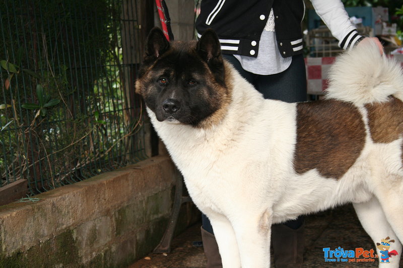 Splendida Cucciolata di Akita Americano - Foto n. 5