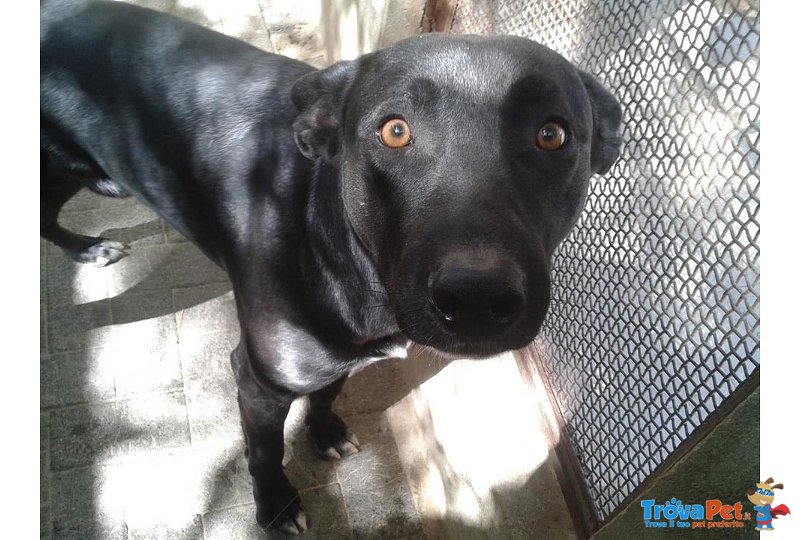 Nerone,la sua vita Sprecata in un Box - Foto n. 1