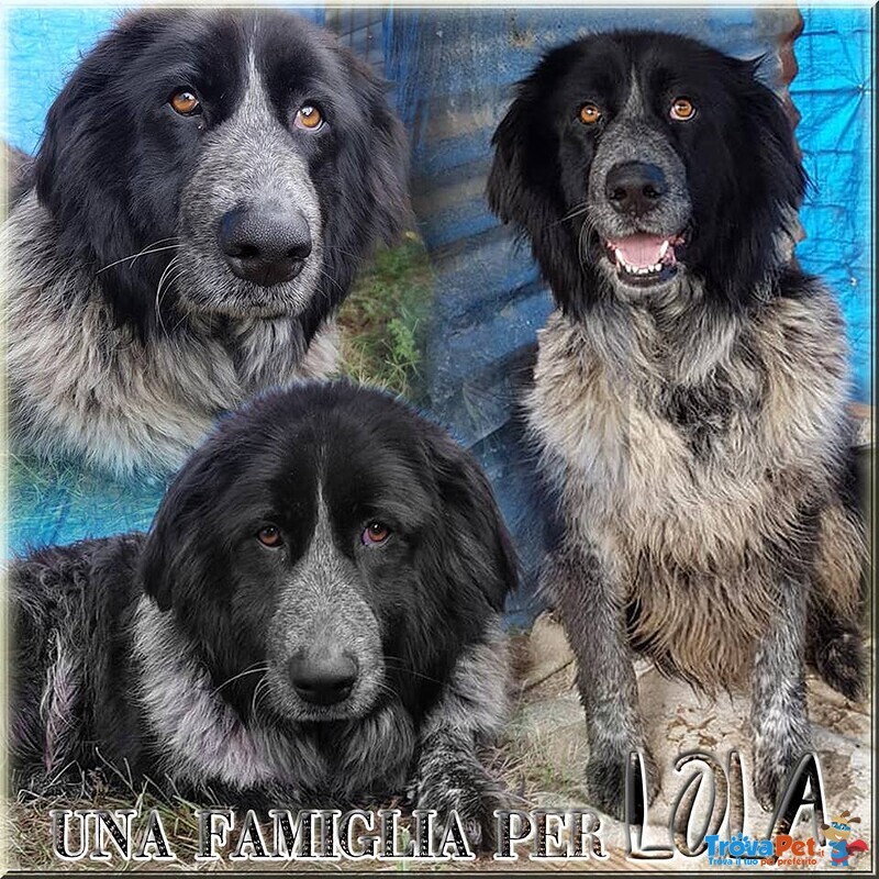 Lola Rinuncia di Proprietà Aspetta una Famiglia - Foto n. 6