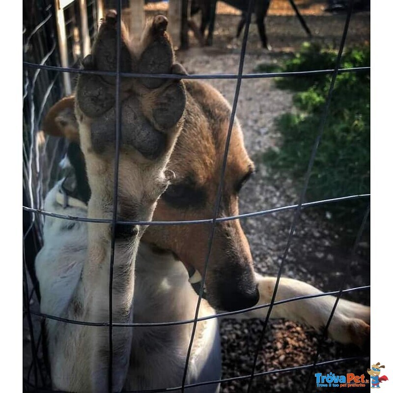 Bart Sfigurato Dall'acido non ha Perso la sua Dolcezza e Cerca Casa - Foto n. 2