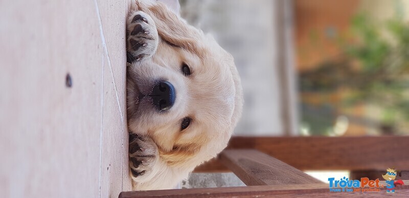 Golden Retriever con Pedigree - Foto n. 1