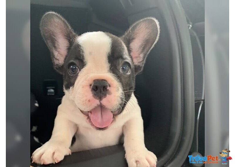 Cuccioli di Bouledogue Francesi - Foto n. 2