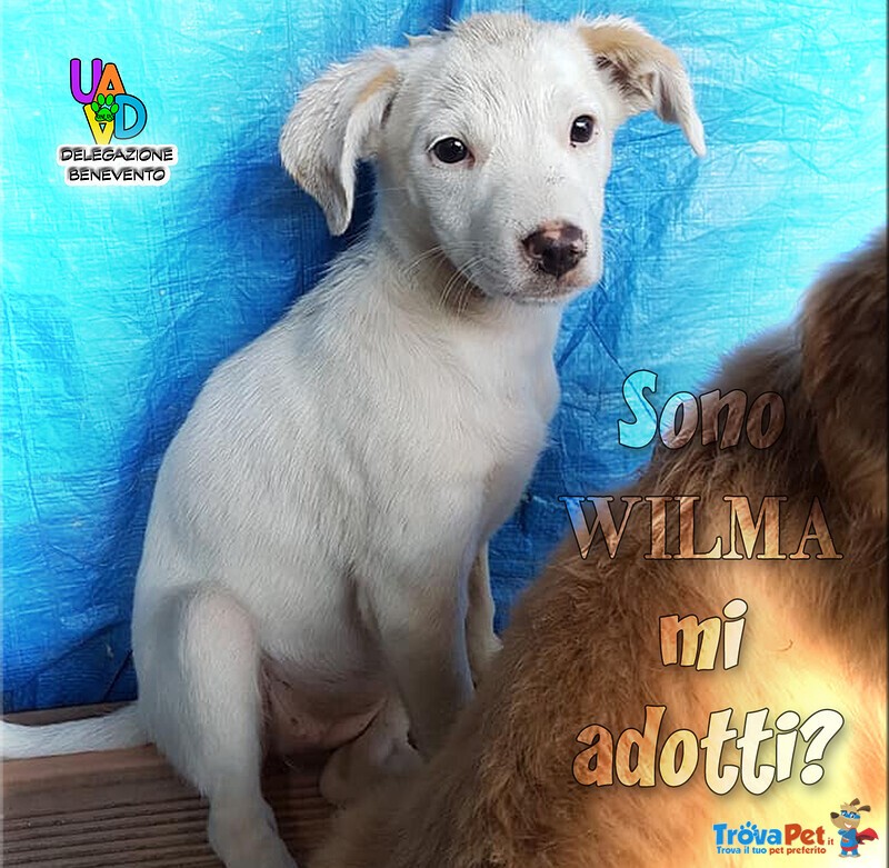 Wilma Vuole una Famiglia - Foto n. 3