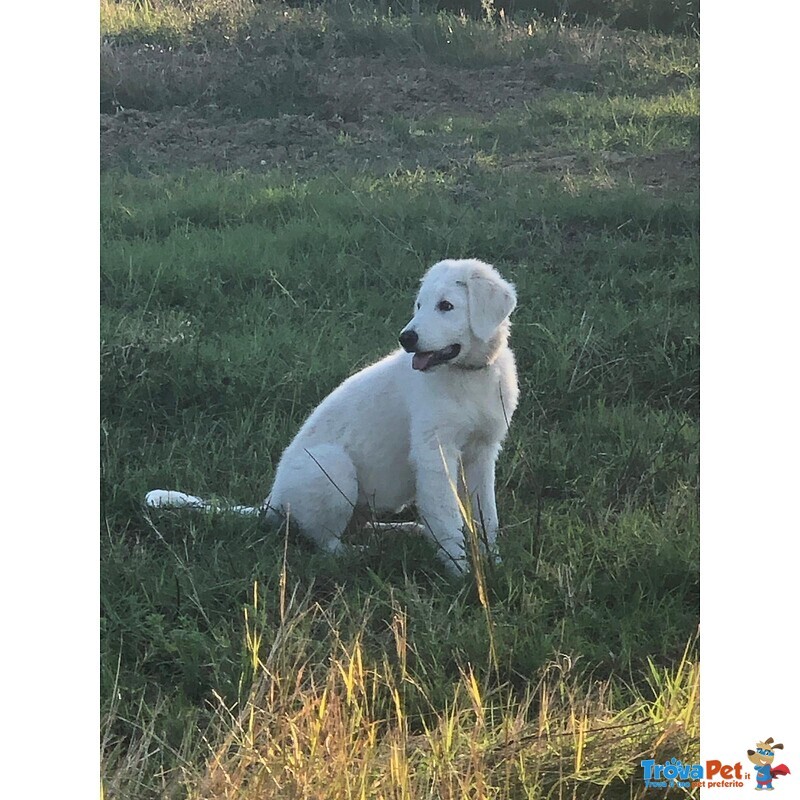 Cuccioli Pastore Maremmano nati il 27 Aprile 2019 - Foto n. 1