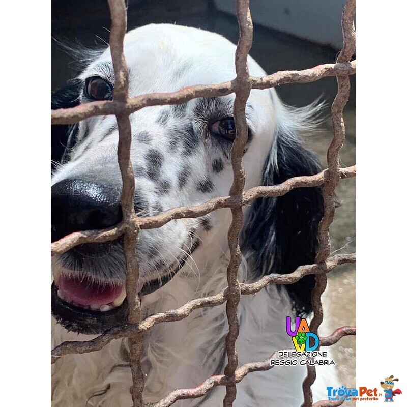 Tyson, Dolcissimo Setter Inglese Aspetta Adozione - Foto n. 2