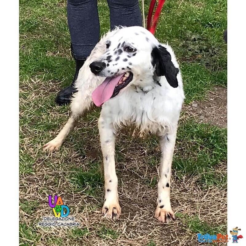 Tyson, Dolcissimo Setter Inglese Aspetta Adozione - Foto n. 4