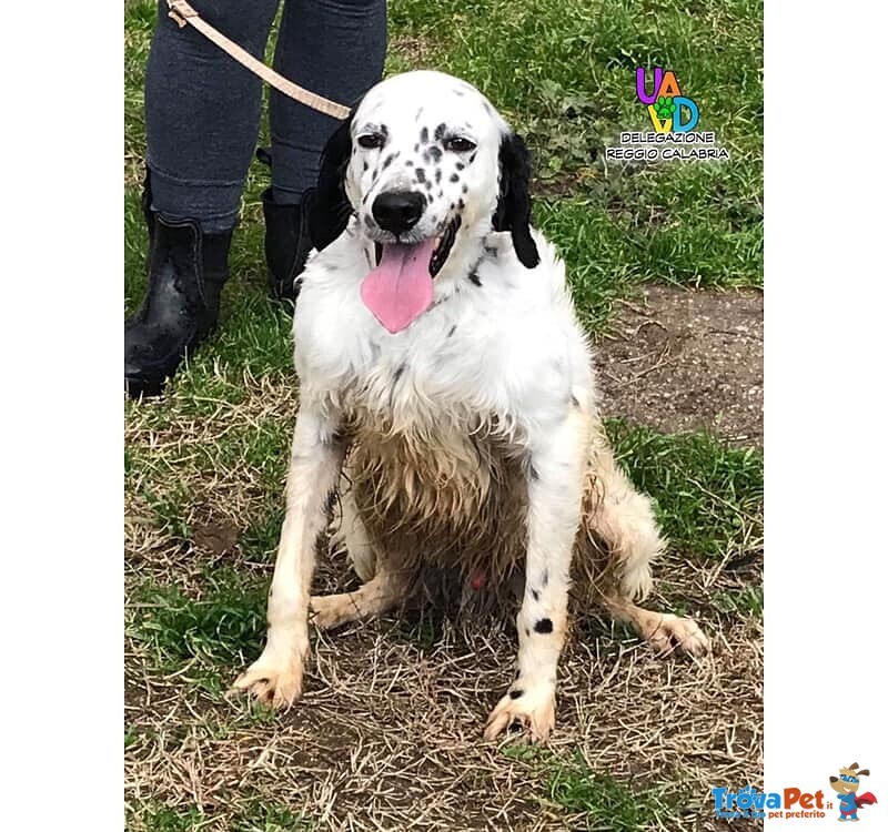 Tyson, Dolcissimo Setter Inglese Aspetta Adozione - Foto n. 1