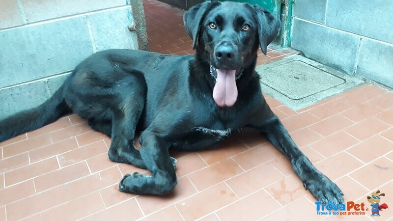 Cagnolina mix Labrador - Foto n. 1